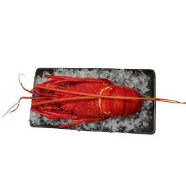 Cooked Western Rock Lobster Per Each 450-550g